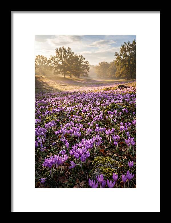 Autumn Crocus Blooming Landscape