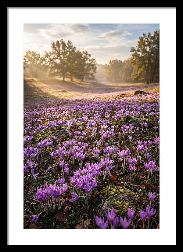 Autumn Crocus Blooming Landscape