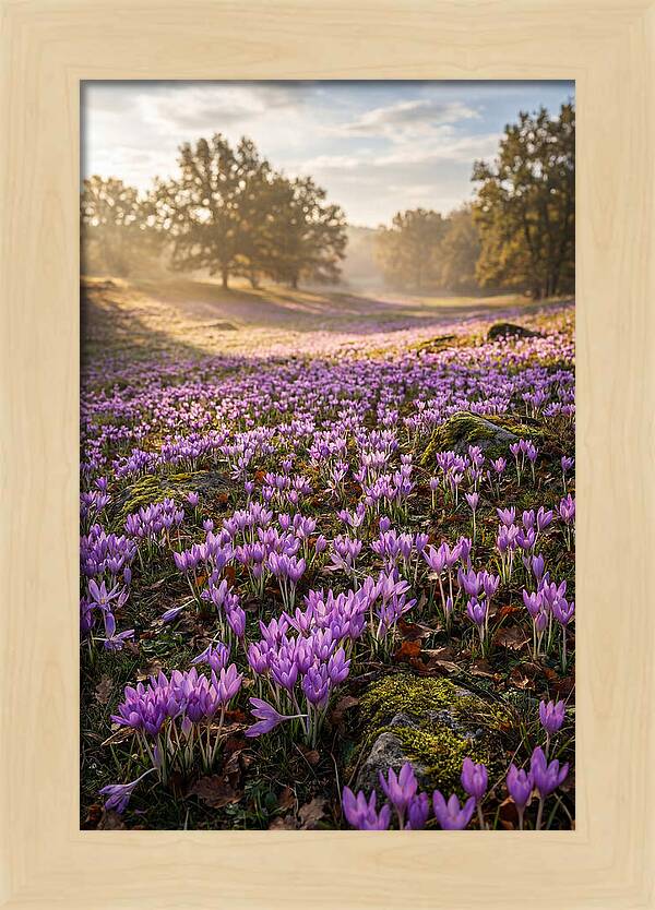 Autumn Crocus Blooming Landscape