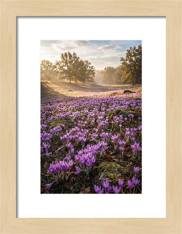 Autumn Crocus Blooming Landscape