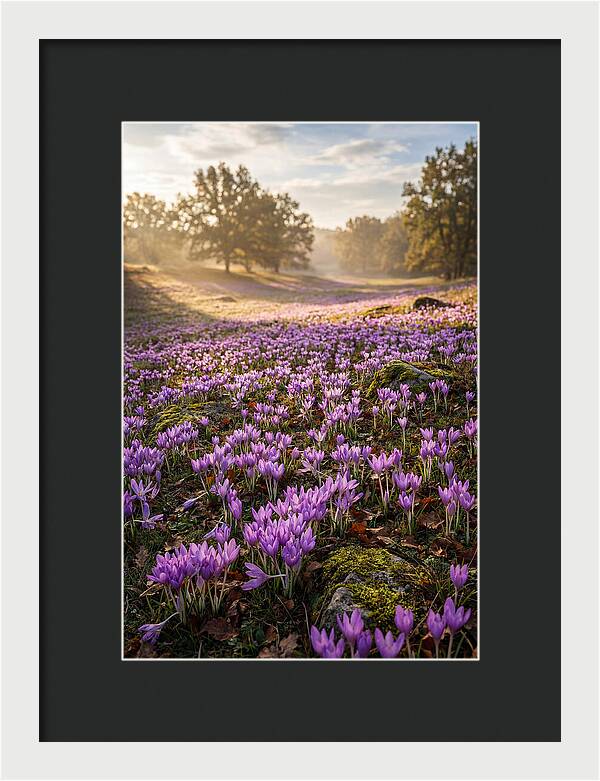 Autumn Crocus Blooming Landscape