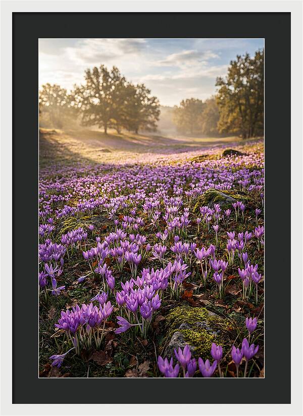 Autumn Crocus Blooming Landscape