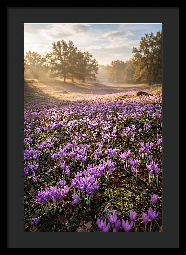 Autumn Crocus Blooming Landscape