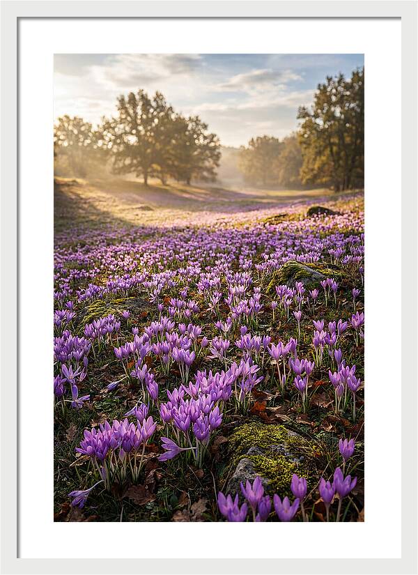 Autumn Crocus Blooming Landscape