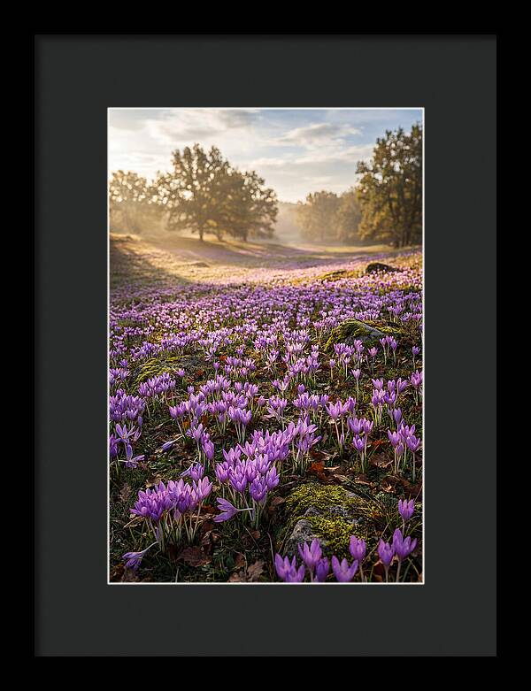 Autumn Crocus Blooming Landscape