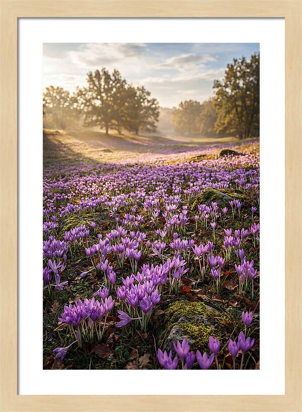 Autumn Crocus Blooming Landscape