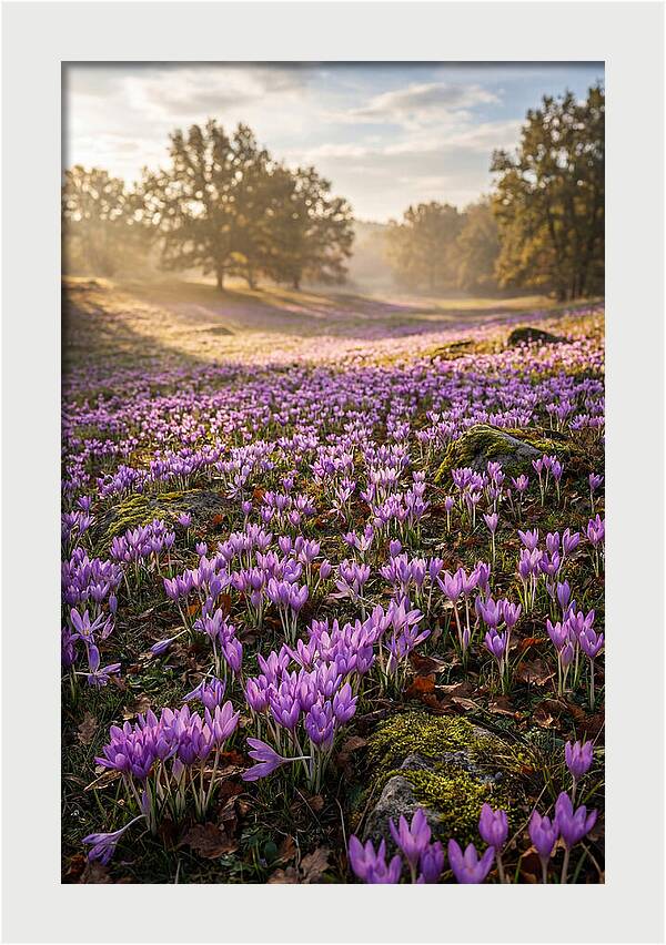Autumn Crocus Blooming Landscape