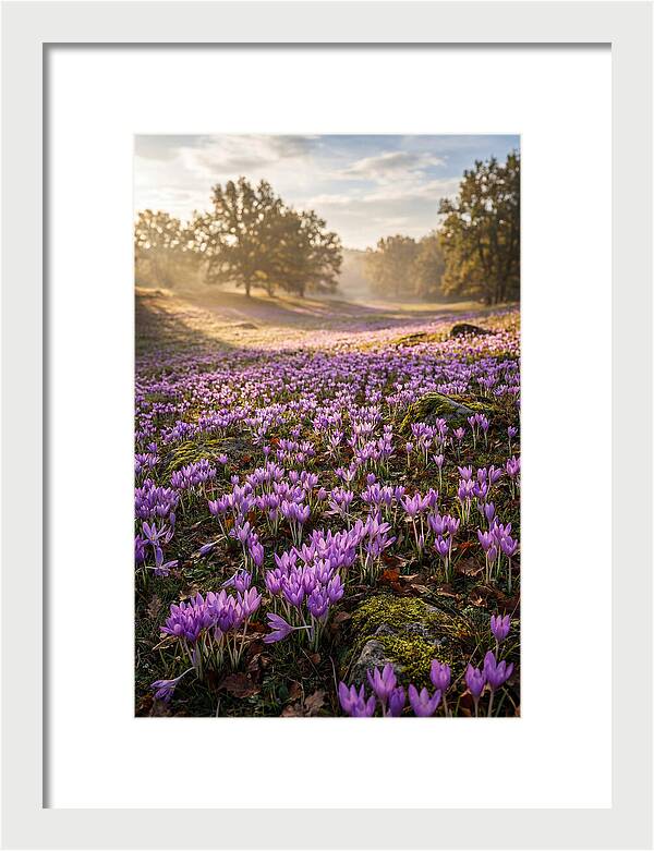 Autumn Crocus Blooming Landscape
