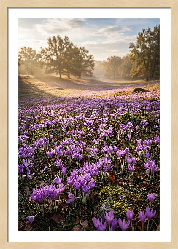 Autumn Crocus Blooming Landscape