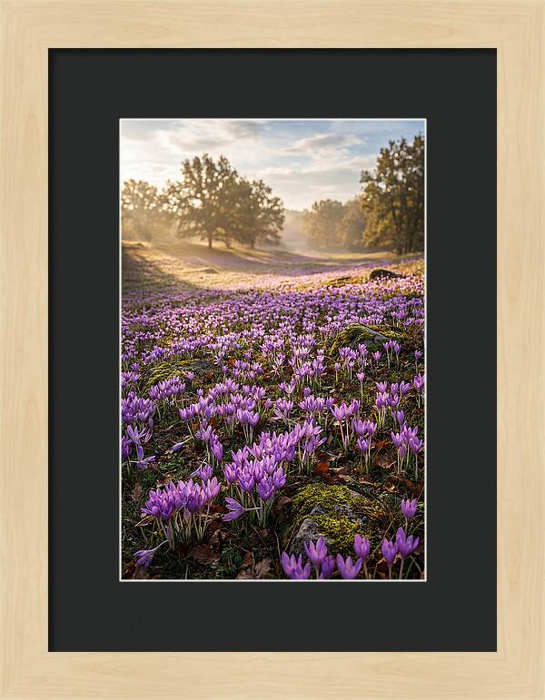 Autumn Crocus Blooming Landscape