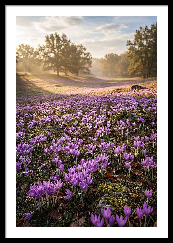 Autumn Crocus Blooming Landscape