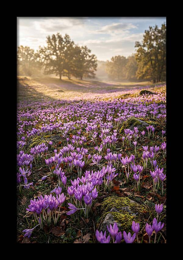 Autumn Crocus Blooming Landscape