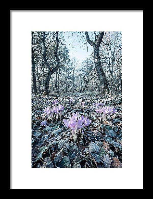 Autumn Crocus Emerging From Leaves