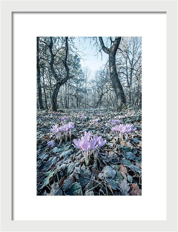 Autumn Crocus Emerging From Leaves