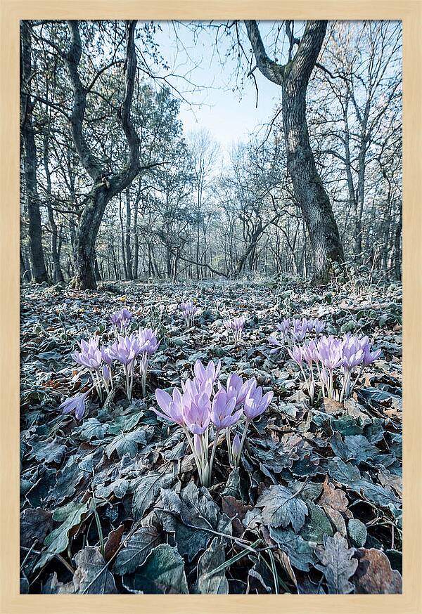 Autumn Crocus Emerging From Leaves