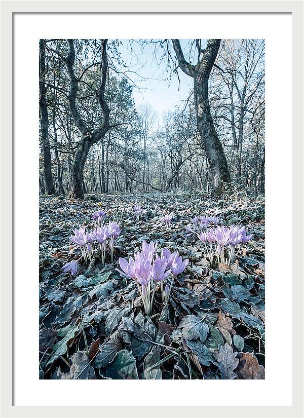Autumn Crocus Emerging From Leaves