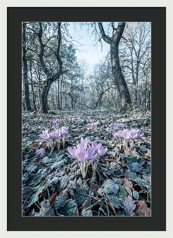 Autumn Crocus Emerging From Leaves
