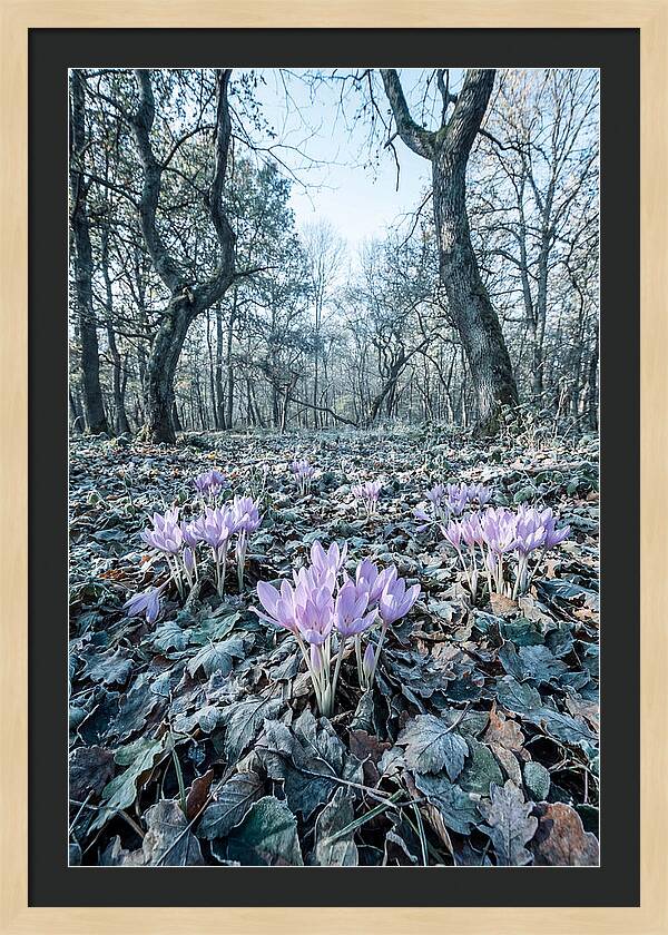 Autumn Crocus Emerging From Leaves