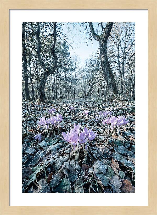 Autumn Crocus Emerging From Leaves