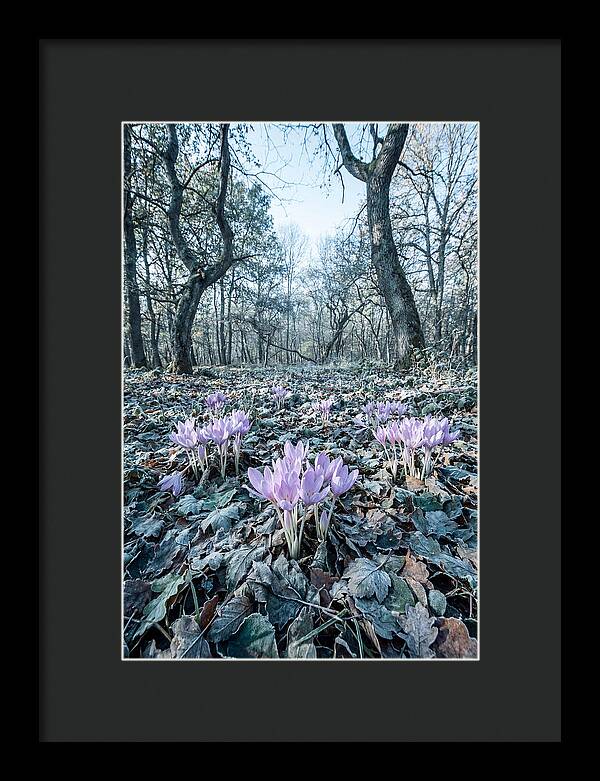 Autumn Crocus Emerging From Leaves