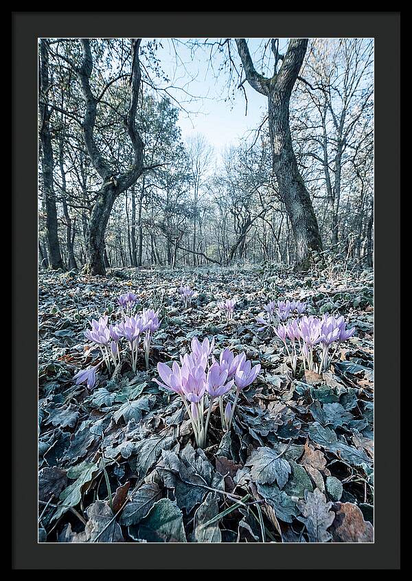 Autumn Crocus Emerging From Leaves