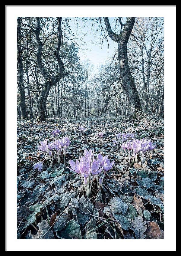 Autumn Crocus Emerging From Leaves
