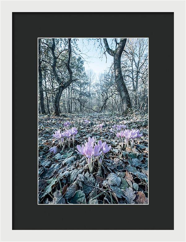 Autumn Crocus Emerging From Leaves