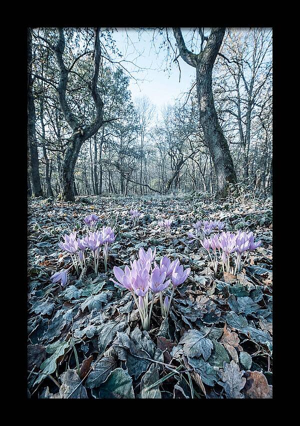 Autumn Crocus Emerging From Leaves