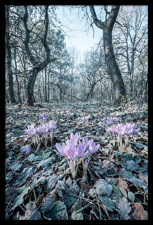 Autumn Crocus Emerging From Leaves