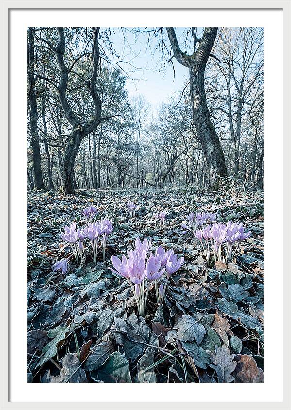 Autumn Crocus Emerging From Leaves