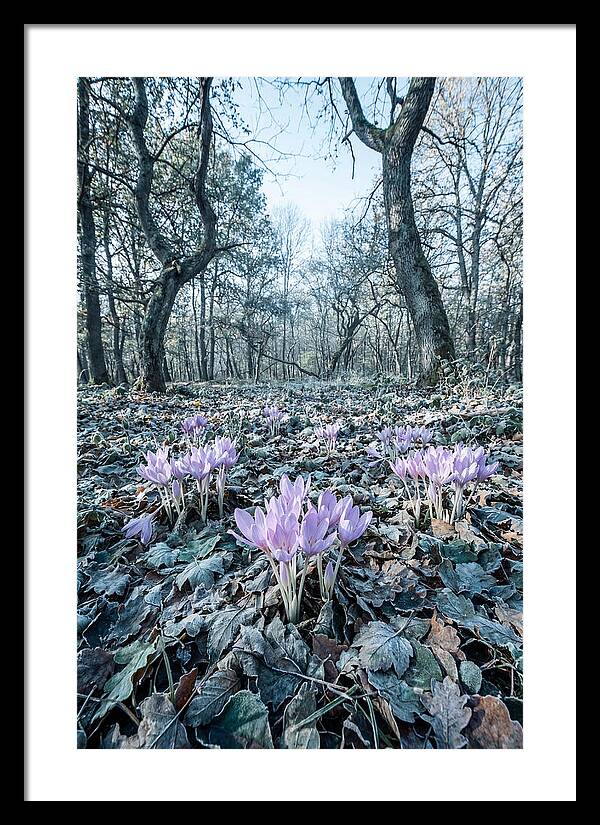 Autumn Crocus Emerging From Leaves