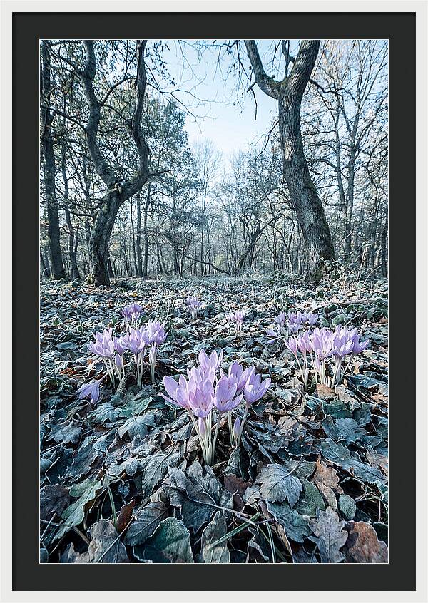 Autumn Crocus Emerging From Leaves