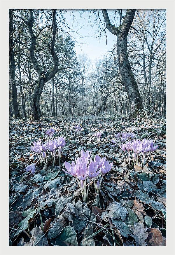 Autumn Crocus Emerging From Leaves