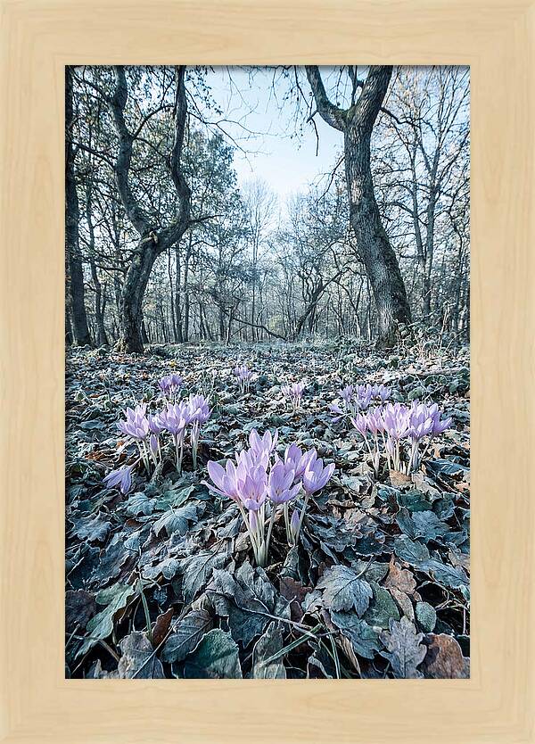 Autumn Crocus Emerging From Leaves
