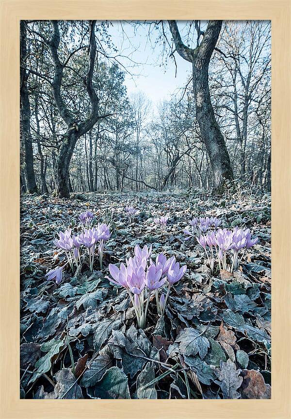 Autumn Crocus Emerging From Leaves