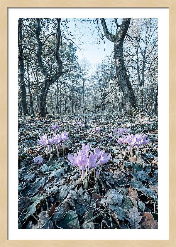Autumn Crocus Emerging From Leaves