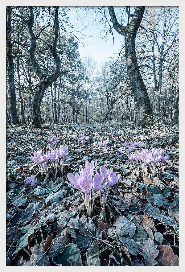 Autumn Crocus Emerging From Leaves