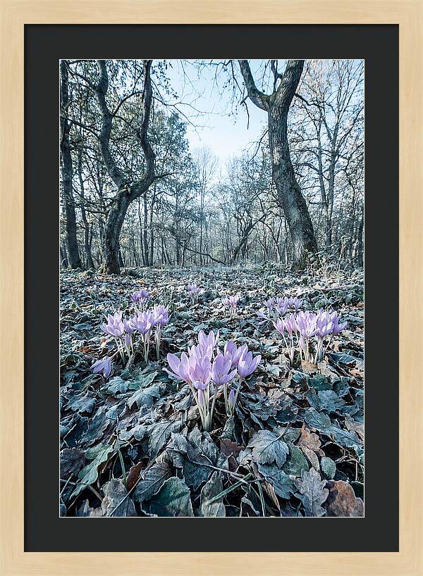 Autumn Crocus Emerging From Leaves
