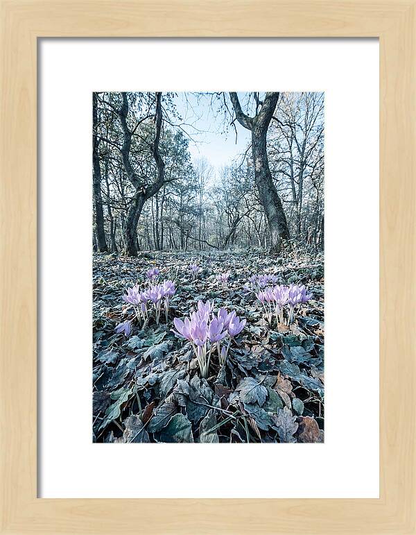 Autumn Crocus Emerging From Leaves