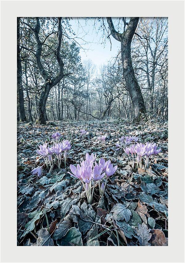 Autumn Crocus Emerging From Leaves