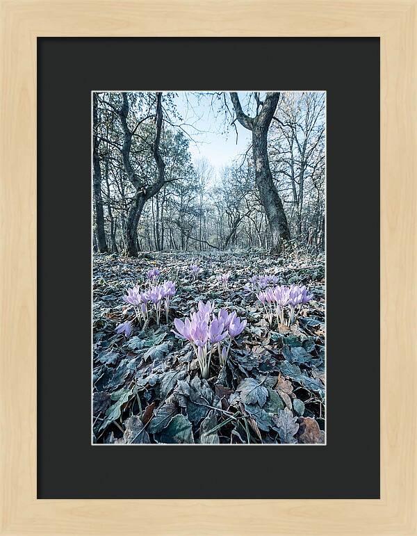 Autumn Crocus Emerging From Leaves