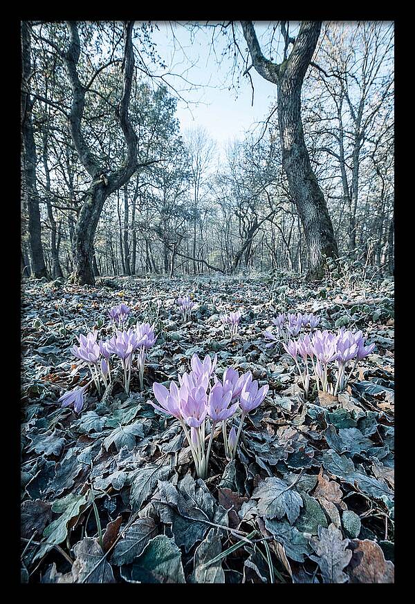 Autumn Crocus Emerging From Leaves