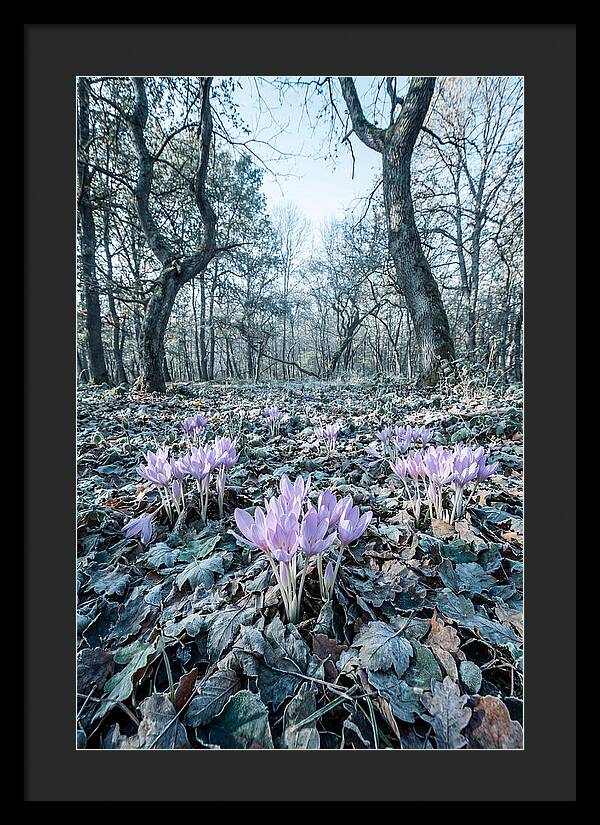 Autumn Crocus Emerging From Leaves