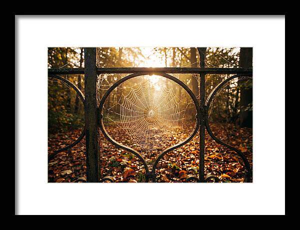 Autumn Dewy Cobwebs Glimmering
