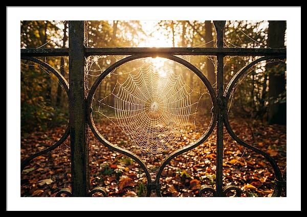 Autumn Dewy Cobwebs Glimmering