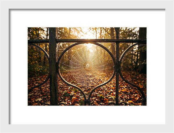 Autumn Dewy Cobwebs Glimmering