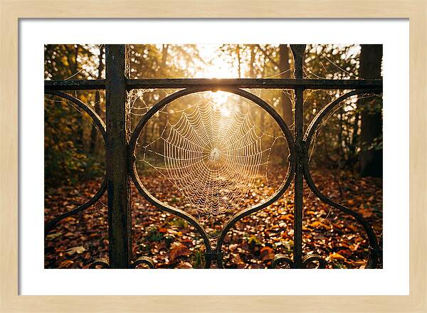 Autumn Dewy Cobwebs Glimmering