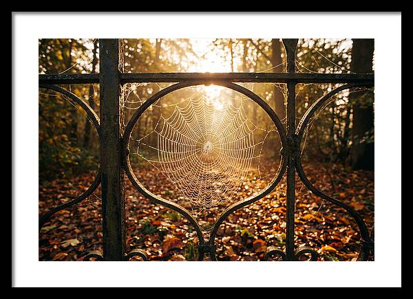 Autumn Dewy Cobwebs Glimmering