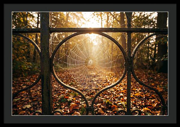 Autumn Dewy Cobwebs Glimmering