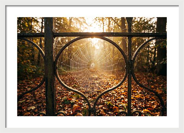 Autumn Dewy Cobwebs Glimmering